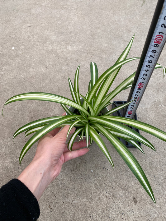 No.28009 オリヅルラン 3.5号鉢