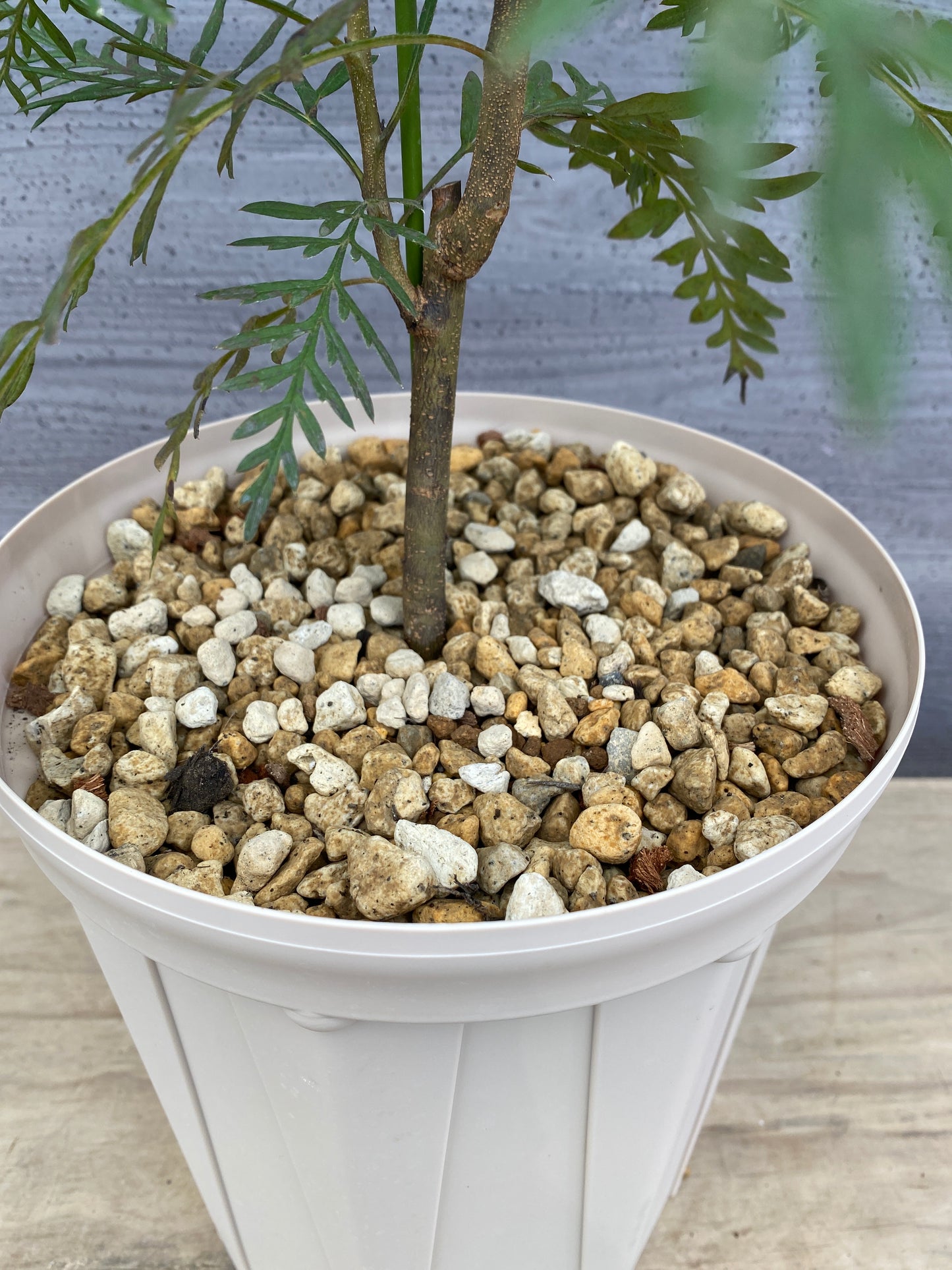 グレビレア ロブスタ 7号スリット鉢/オリジナル色