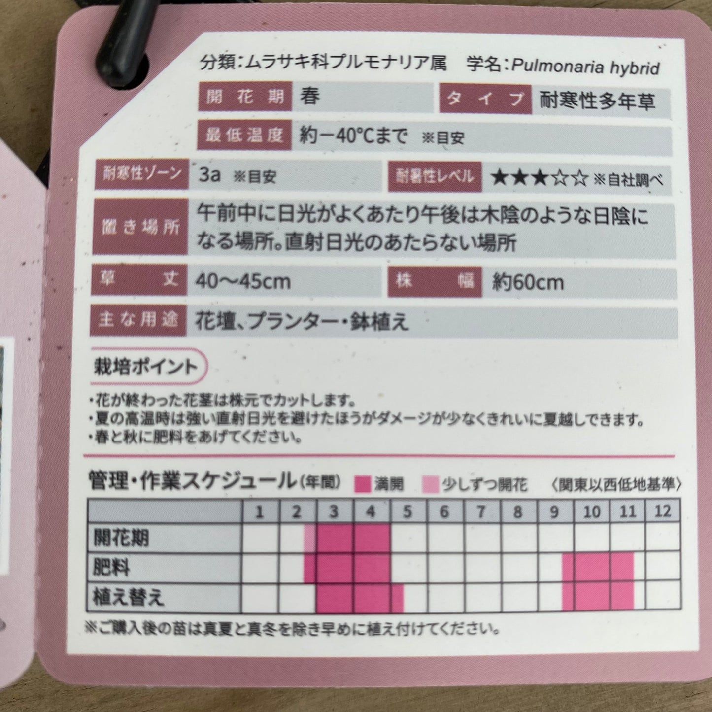 社長植栽★ プルモナリア ピンクブルー 5号スリット鉢/オリジナル色