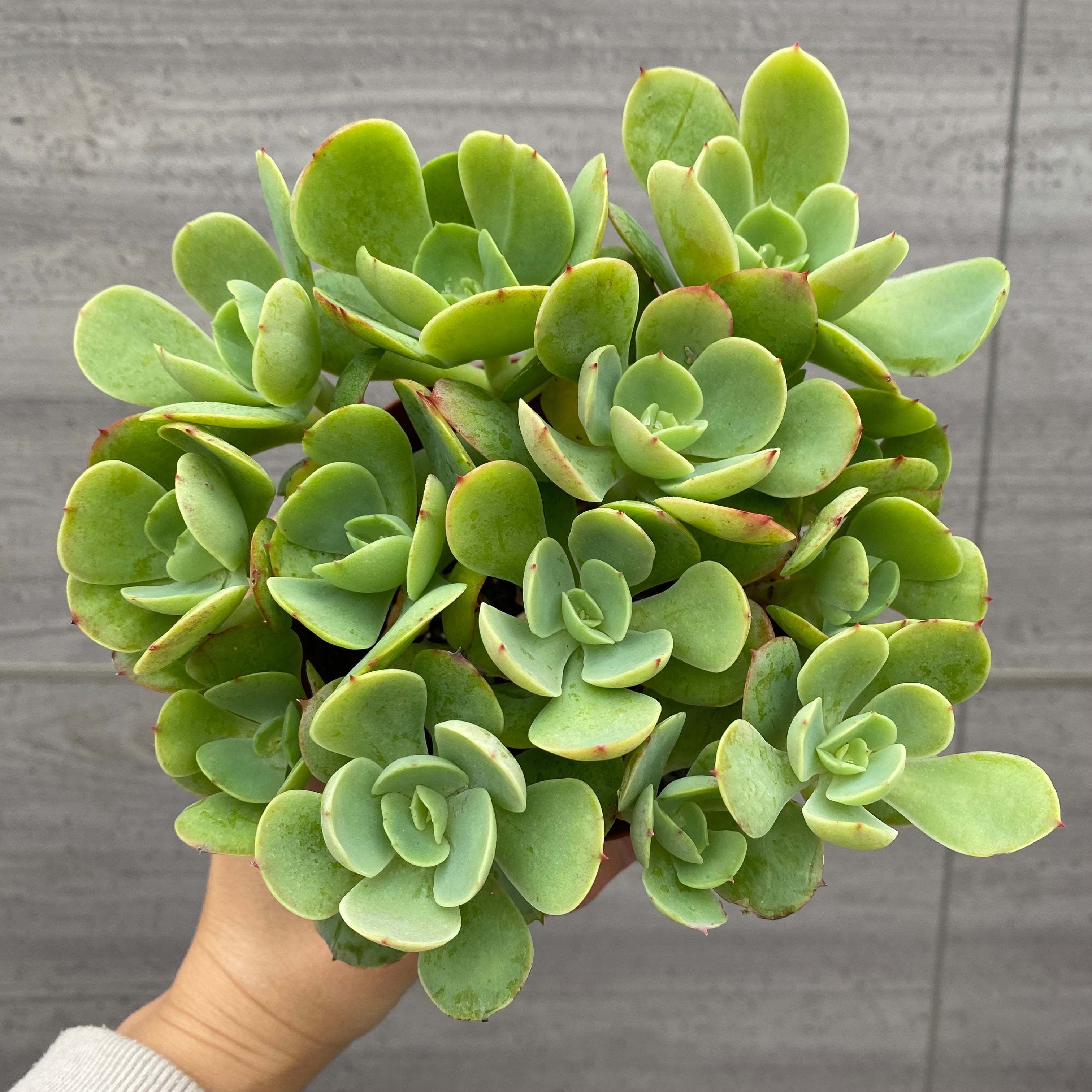 No.03027 エケベリア ピーチプリデ 4号鉢 – 植物家族