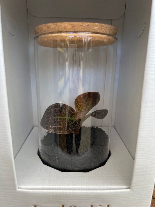 No.15008 ジュエルオーキッド Dream catcher ガラス容器入り 白ケース