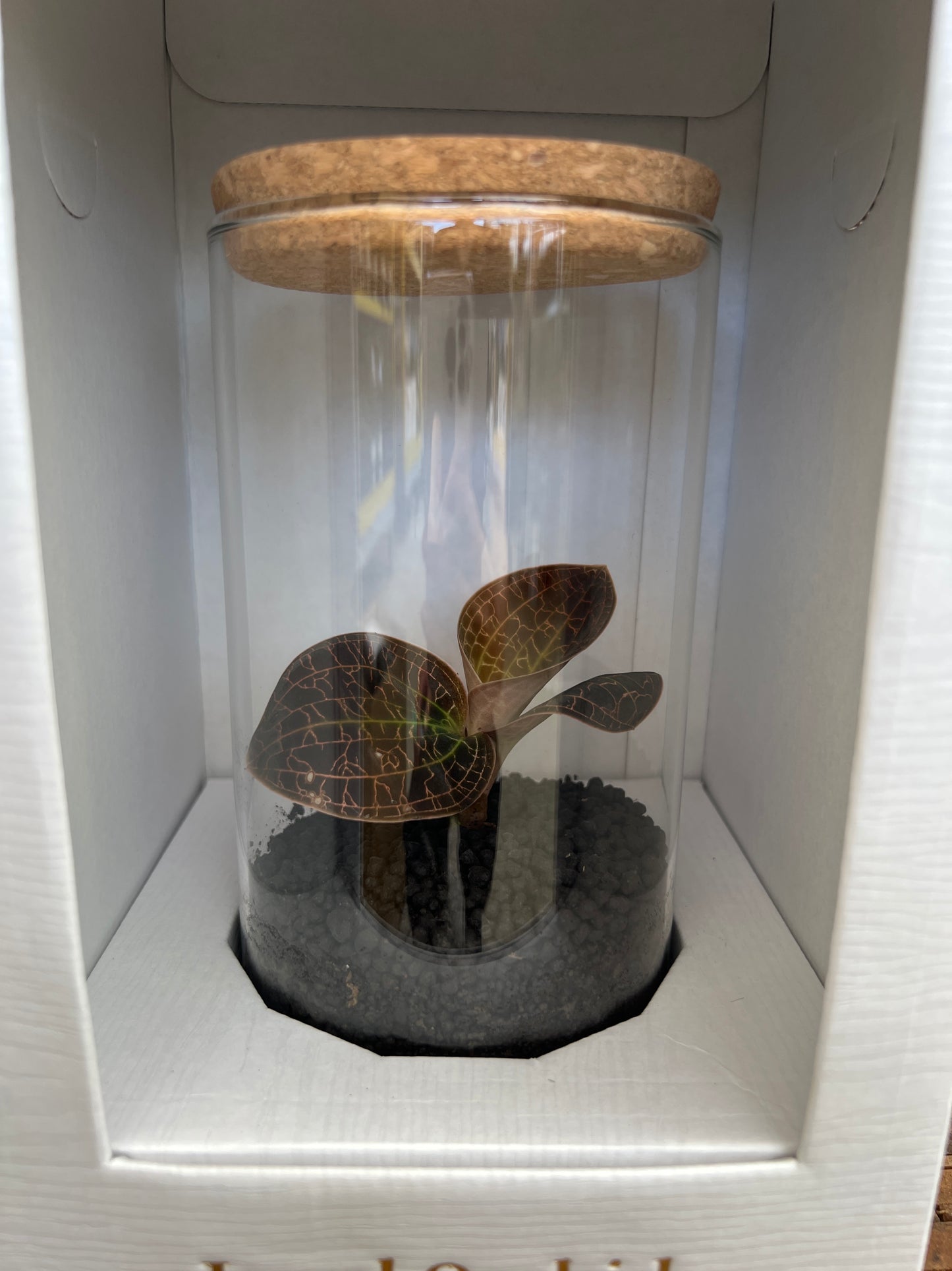No.20021 ジュエルオーキッド Dossinochilus Dream catcher ガラス容器入り白ケース