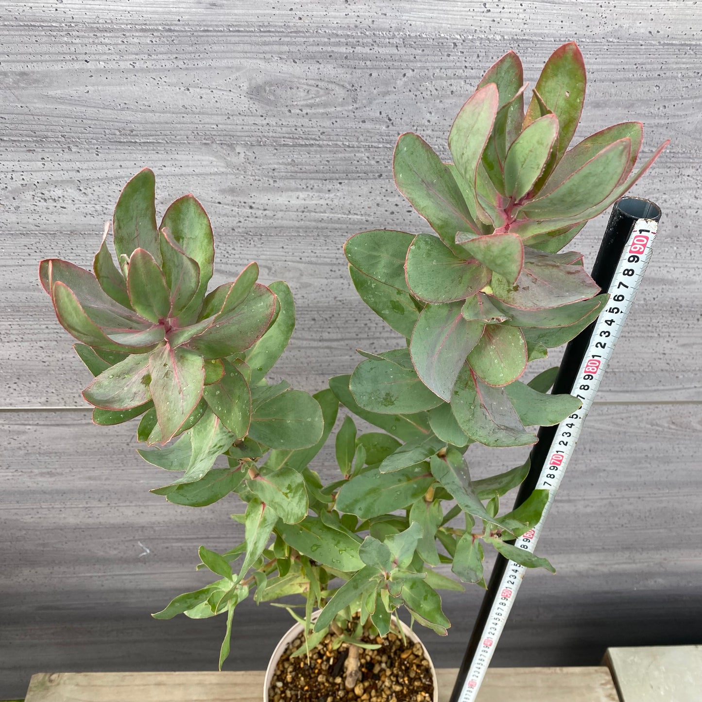 プロテア エキシミア 7号スリット鉢/オリジナル色