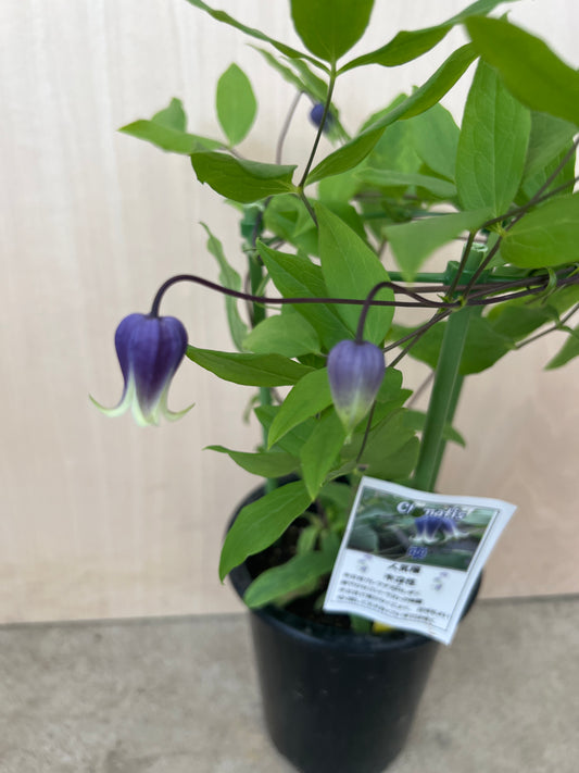 クレマチス 雫 4号鉢