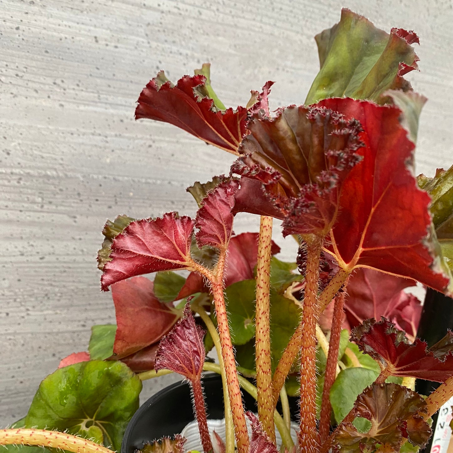 市場仕入れ即売会 No.25007 レックスベゴニア スーパーノバ 4号鉢