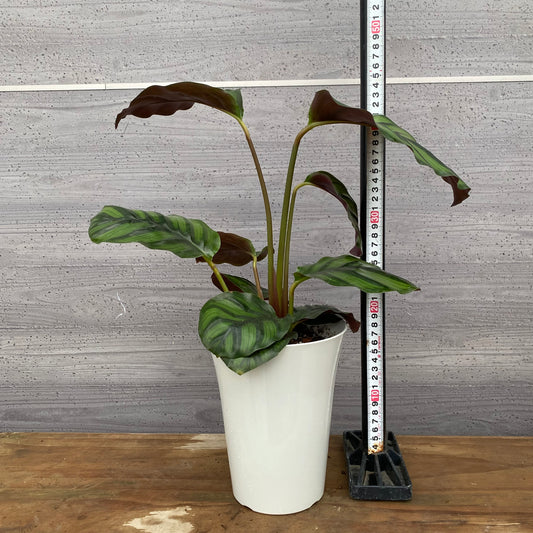 市場仕入れ即売会 No.25035 カラテア ファシアータ 5号鉢