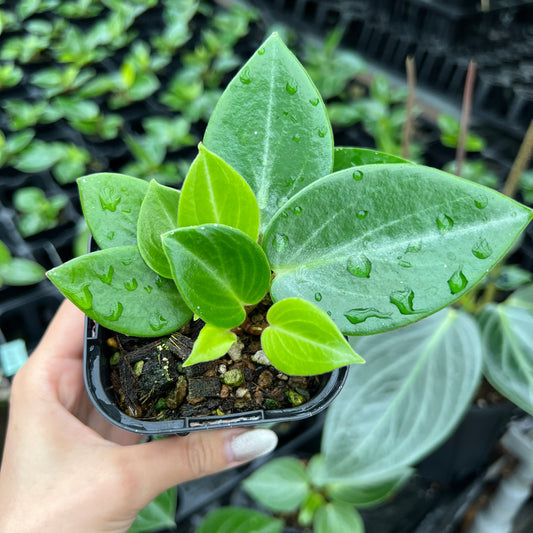 URBAN JUNGLE特集★U11 ペペロミア マクローサ 2号鉢