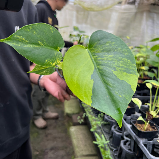 URBAN JUNGLE特集★U49 モンステラ イエローマリリン 4号鉢