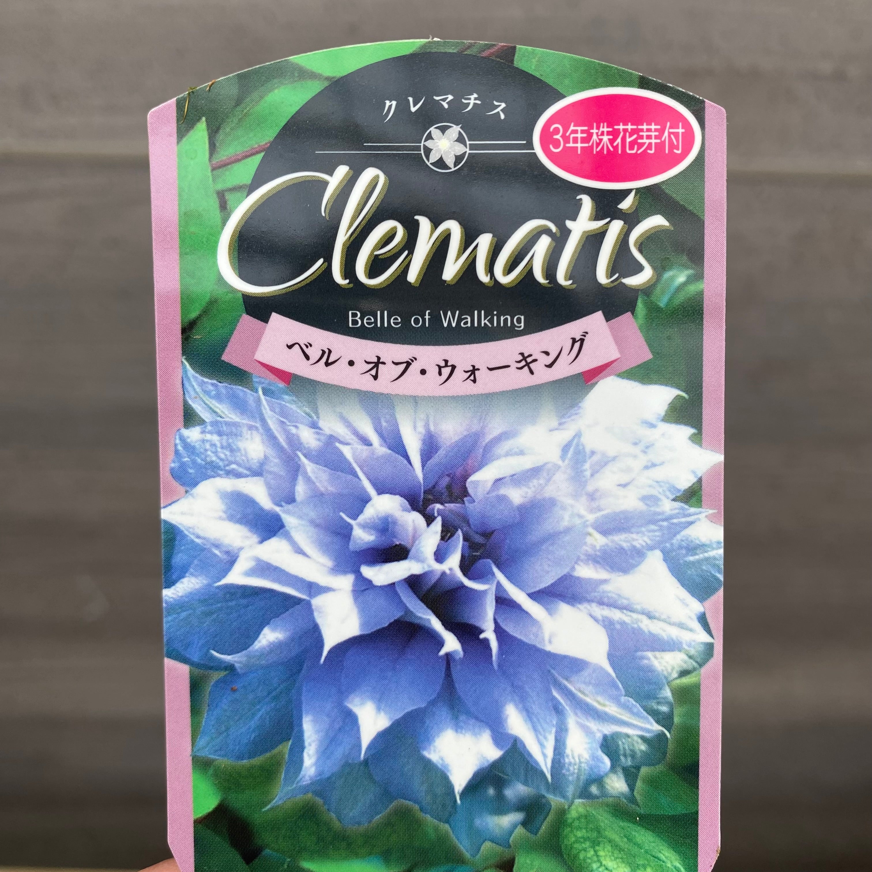 No.22001 クレマチス ベル・オブ・ウォーキング 3.5号苗ポット – 植物家族