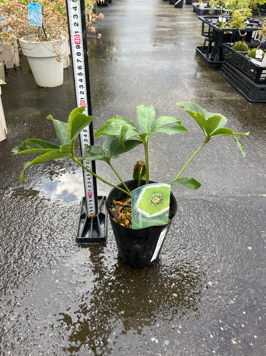 M34 クリスマスローズ グリーン 4.5号苗ポット