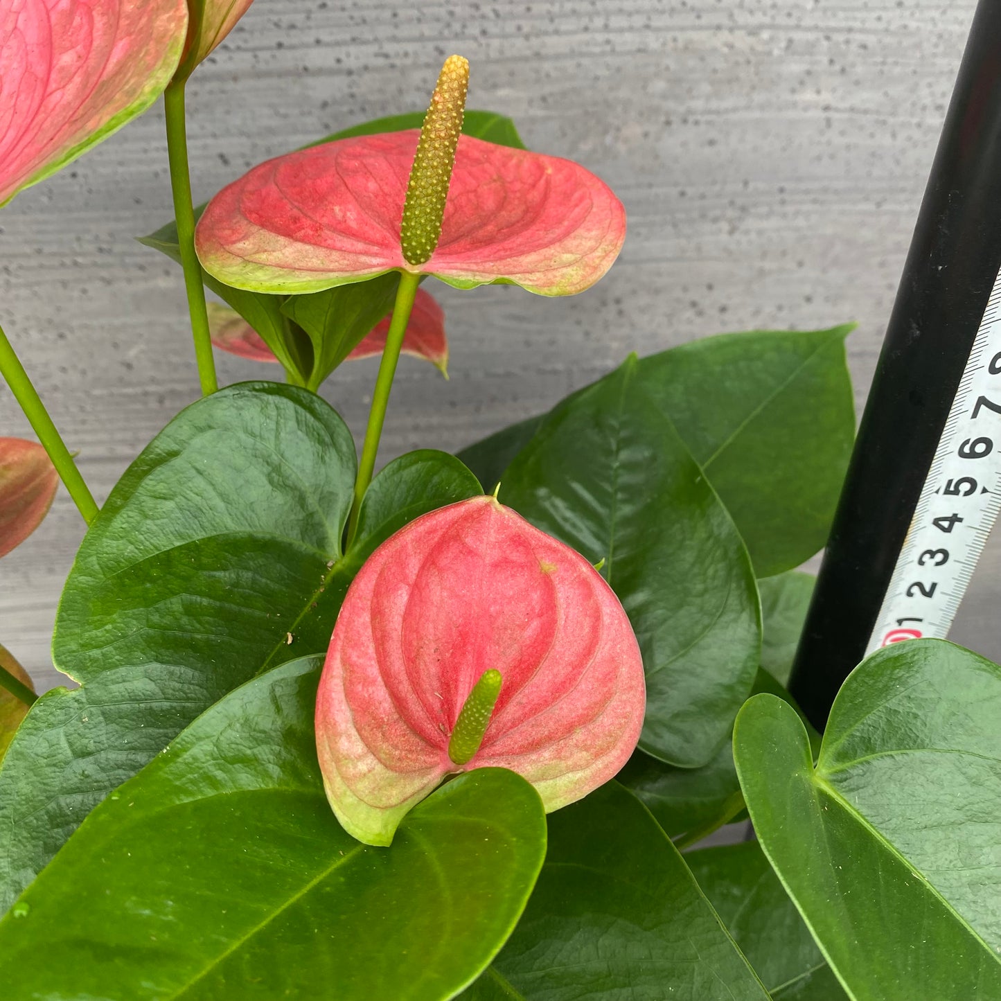 市場仕入れ即売会 No.25049 アンスリウム 7号底面給水鉢 白