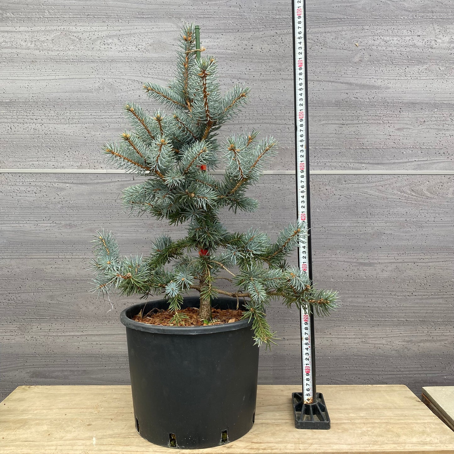 ピセア プンゲンス ホプシー 9号鉢