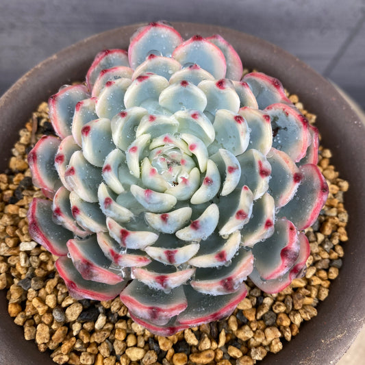 エケベリア ホワイトミニマ錦 BERGS コペンハーゲン10