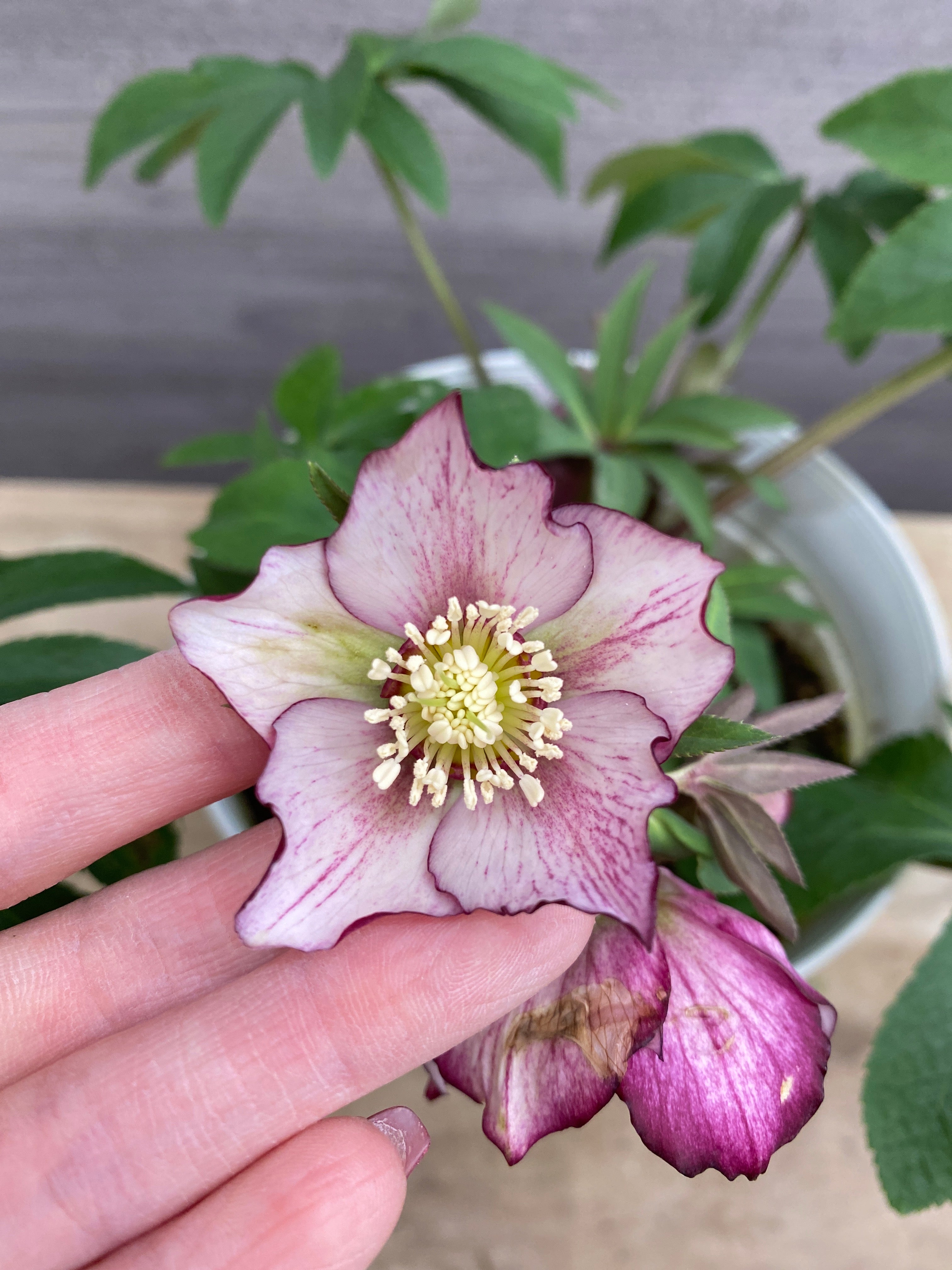 M056 ハイブリッドクリスマスローズ シングル 5号鉢 – 植物家族