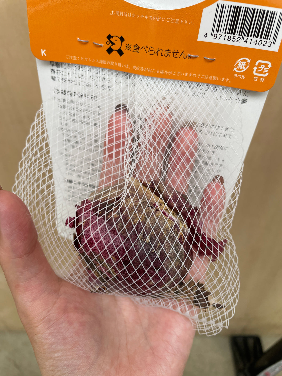 No.21070 ヒヤシンス球根 桃花