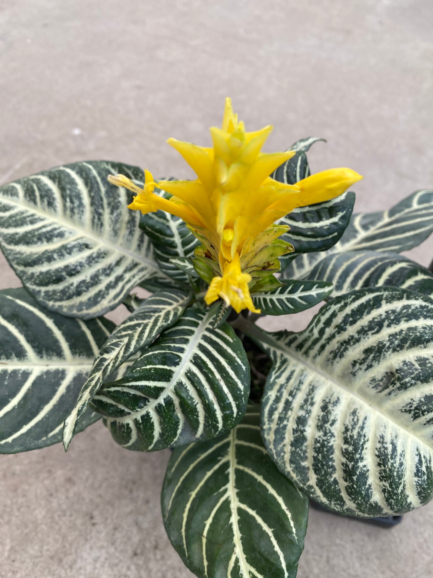 No.28008 アフェランドラ ダニア 3.5号苗ポット