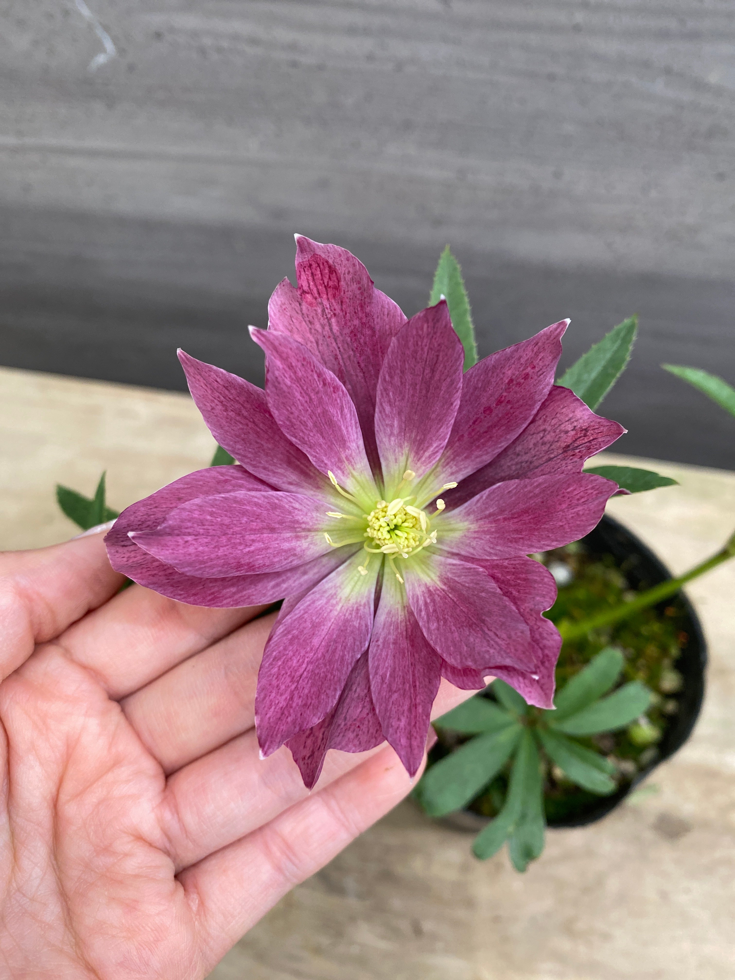 M062 クリスマスローズ 八重咲き 4号苗ポット – 植物家族