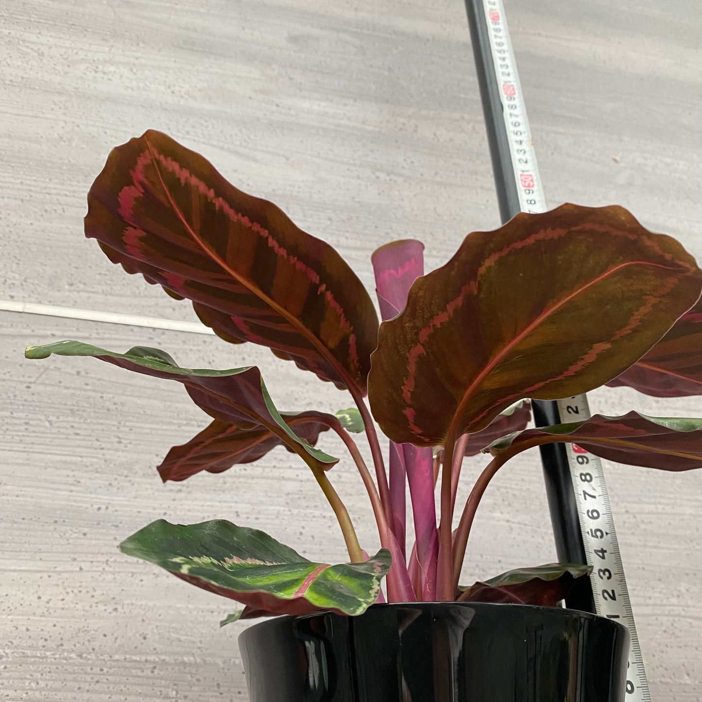 市場仕入れ即売会 No.25036 カラテア ロゼオピクタ 5号鉢