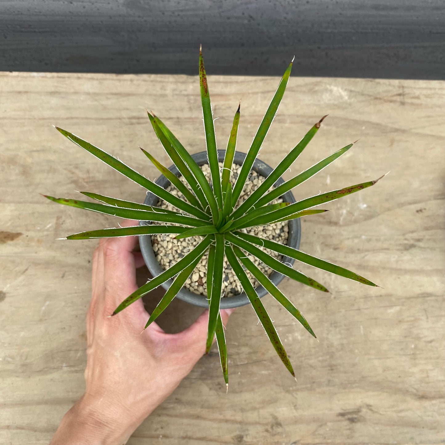 夜ライブ NO.58 アガベ 陶器鉢 SMOKED PLANTER 受け皿付