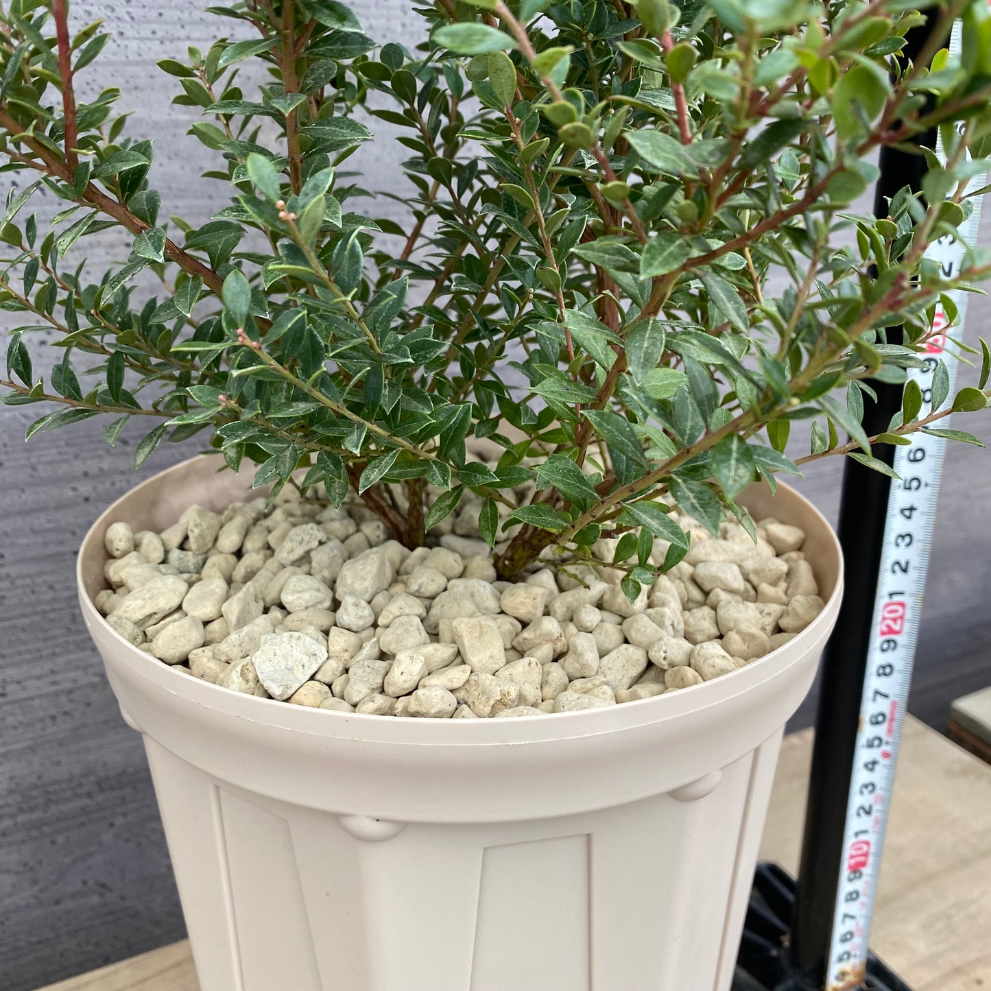 ブルーベリー インディゴブルー 7号スリット鉢/オリジナル色