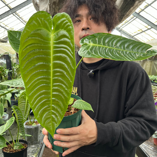 URBAN JUNGLE特集★U10 アンスリウム ベイチー 5号鉢