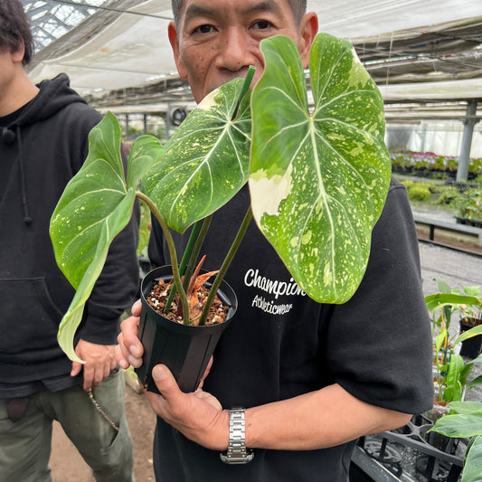 URBAN JUNGLE特集★U32 フィロデンドロン グロリオーサム斑入り