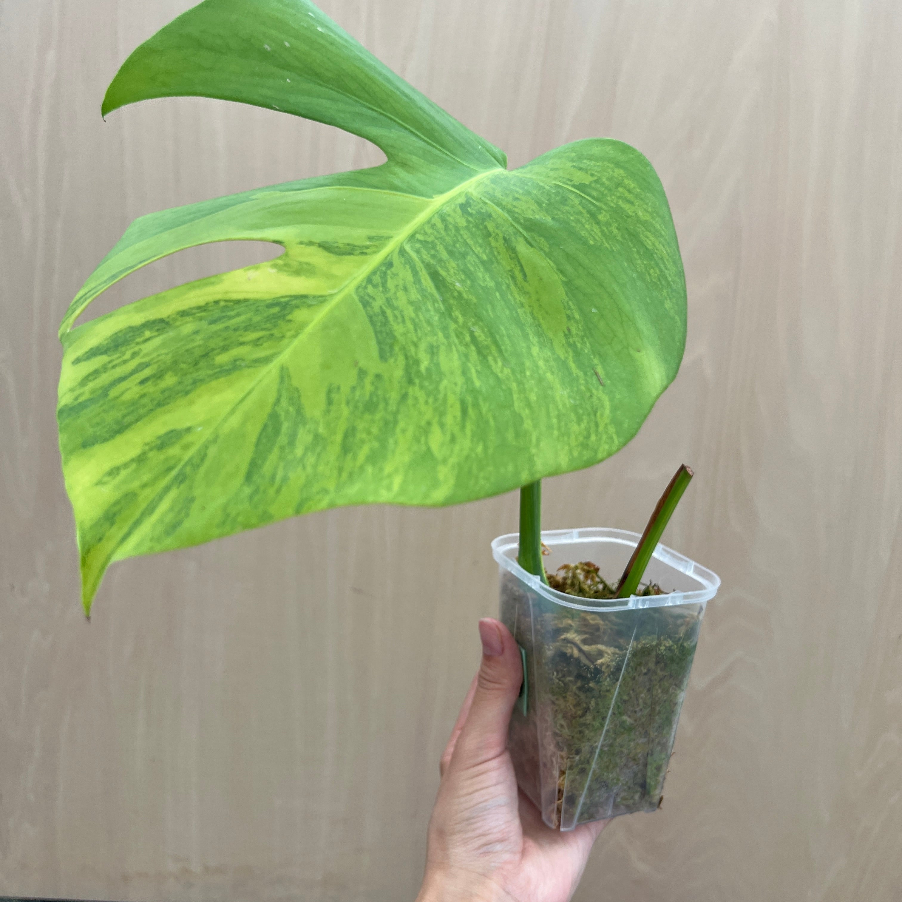 No.21071 モンステラ オーレア 茎挿し – 植物家族