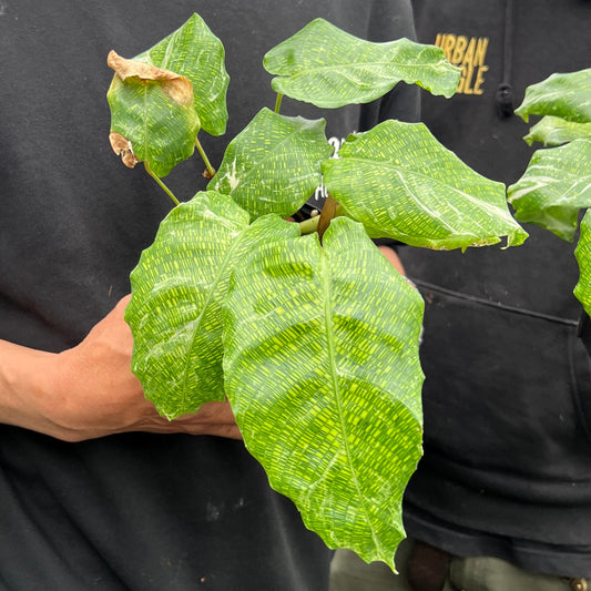 URBAN JUNGLE特集★U34 カラテア ムサイカ斑入り 3号鉢