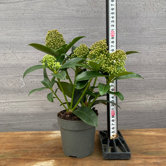 市場仕入れ即売会 No.25070 深山スキミア フレグラントクラウド 3.5号鉢