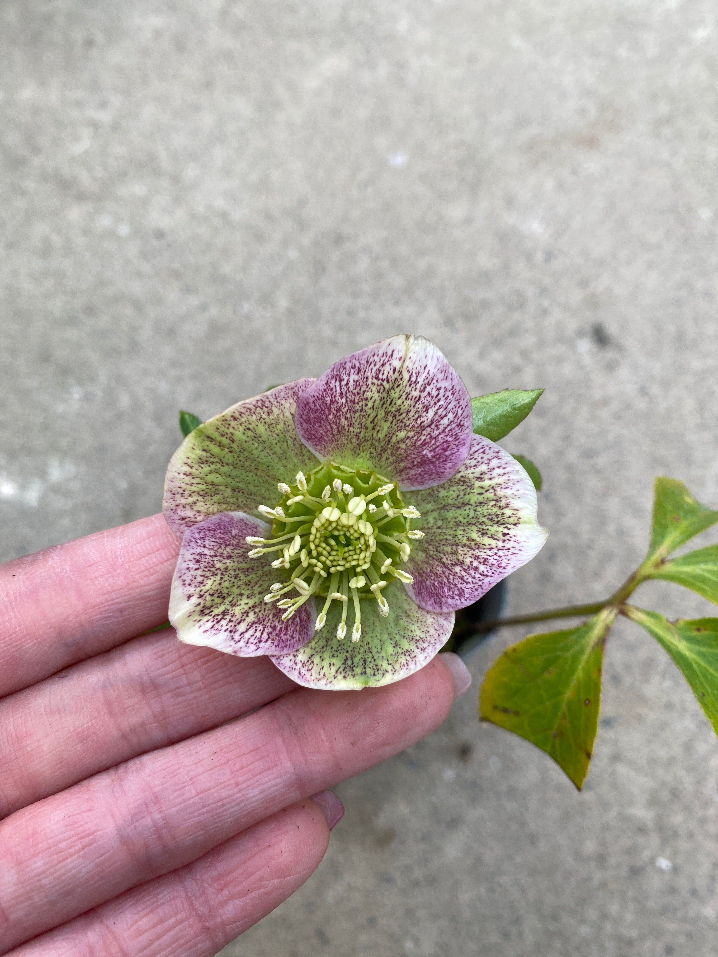 M014 クリスマスローズ シングル 2.5号苗ポット – 植物家族