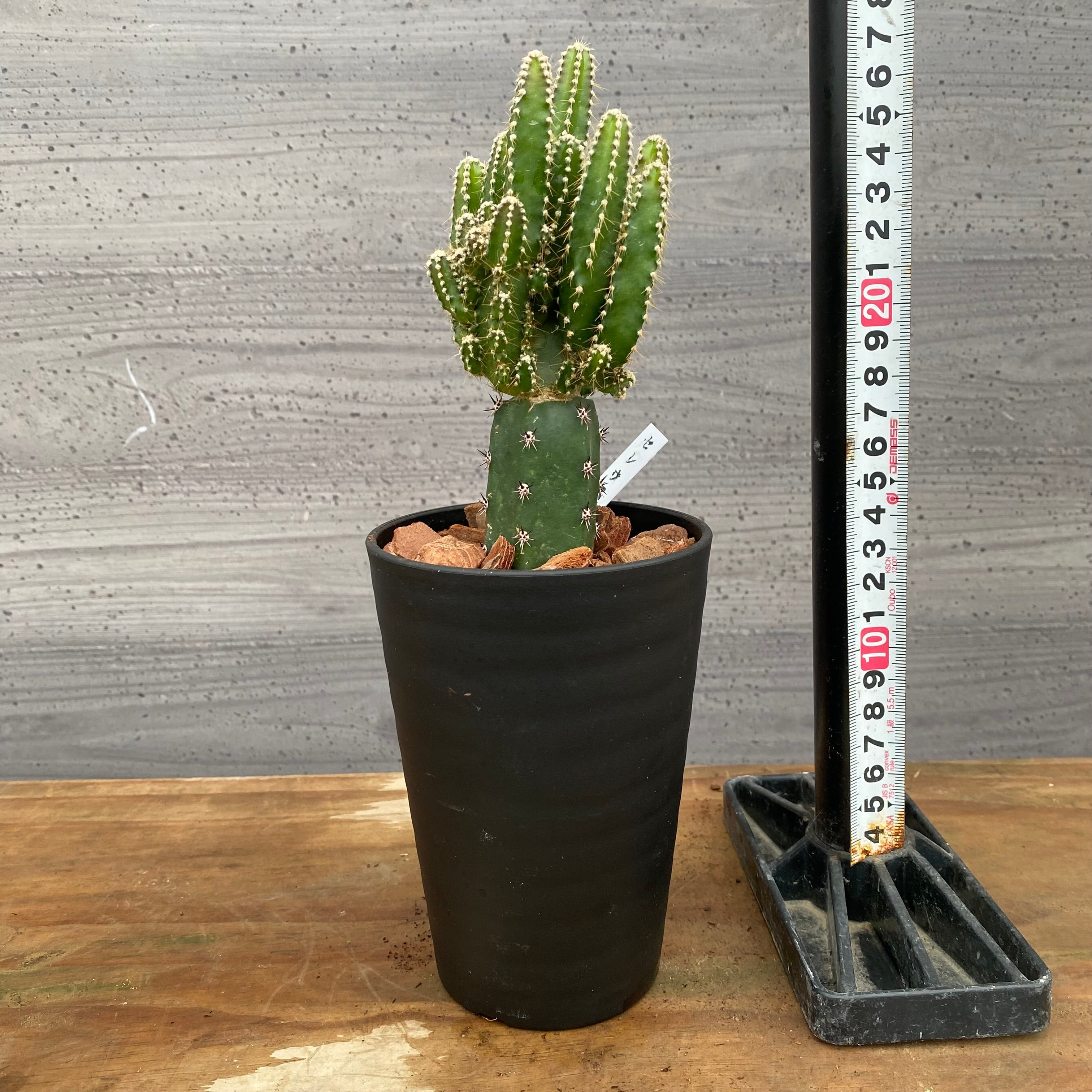 市場仕入れ即売会 No.25058 サボテン接ぎ木D 3号鉢 – 植物家族