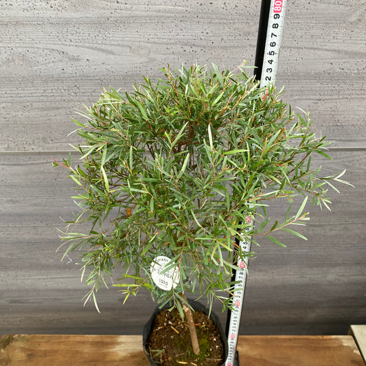 市場仕入れ即売会 No.25074 メラレウカ ティーツリードラムシルバー 6号苗ポット