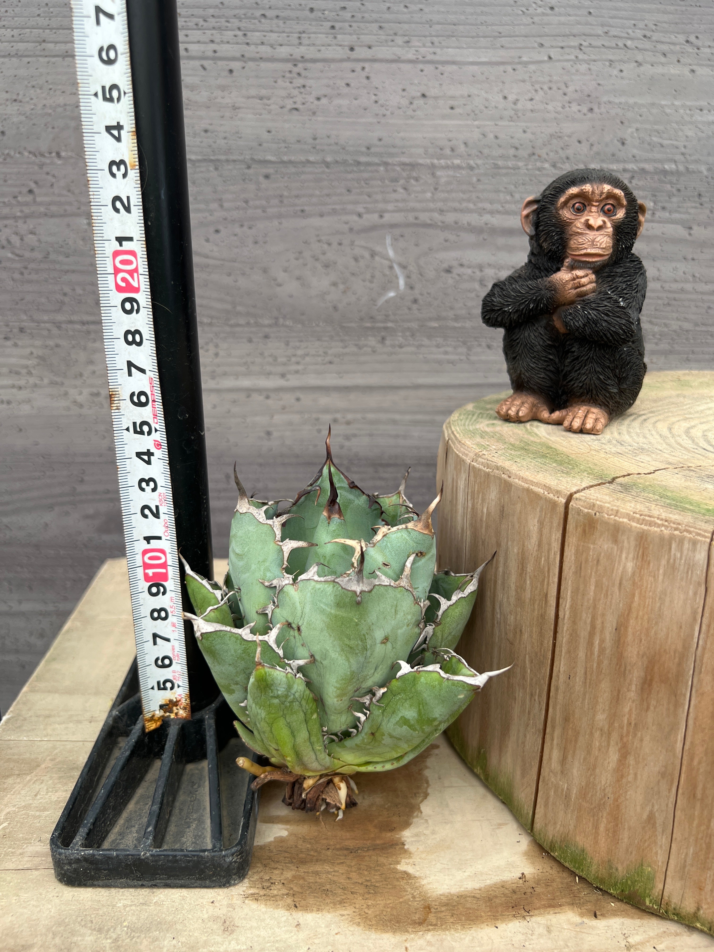 No.30047 アガベ コクゲイ 抜き苗 – 植物家族