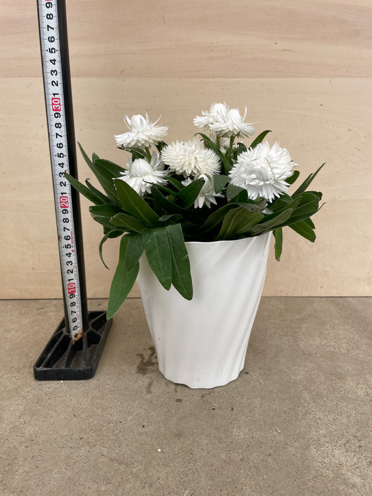 No.27014 ヘリクリサム(ブラクテアンサ モハベ)白 5号鉢