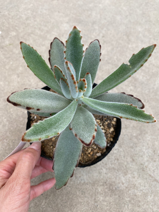 No.28016 多肉植物 4号苗ポット