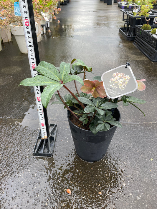 M55 クリスマスローズ マエストロ 5号鉢