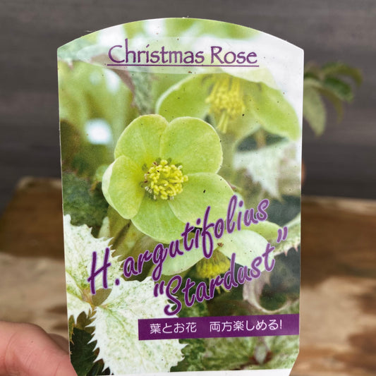 クリスマスローズ アーグチフォリウススターダスト キューガーデンポットレッド