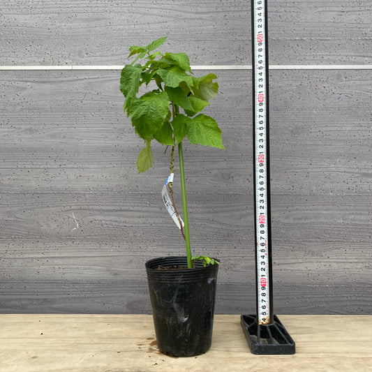 ラズベリー ルビービューティー 4号苗ポット ★1本で結実します