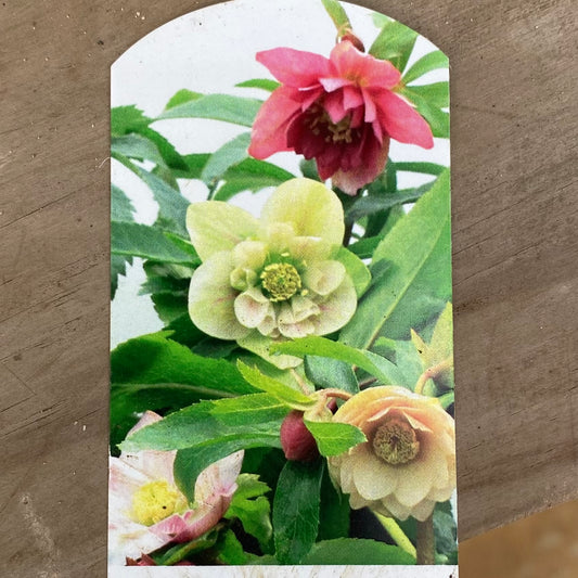 農場創業祭 No.18005 東京都府中市 花郷園★クリスマスローズ 6号オリジナルポット