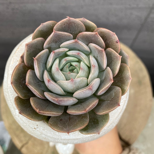 エケベリア メリマン ガールポットB