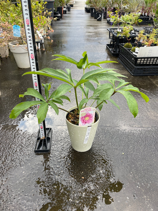 M20 クリスマスローズ ダブル咲き ピンクスポット系 5号鉢