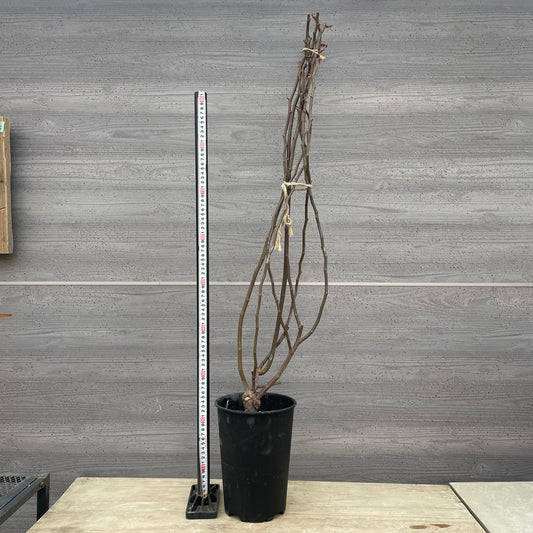 ローズなかしま★ツルバラ ゴールデンリバー (ほぼトゲなし)6号鉢