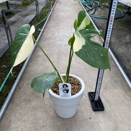 No.18001 モンステラ タイコンステレーション 6号おすすめ白ポット