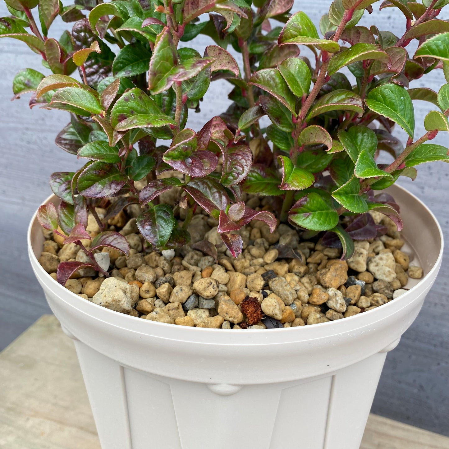 ルコテー カーリーレッド 7号スリット鉢/オリジナル色