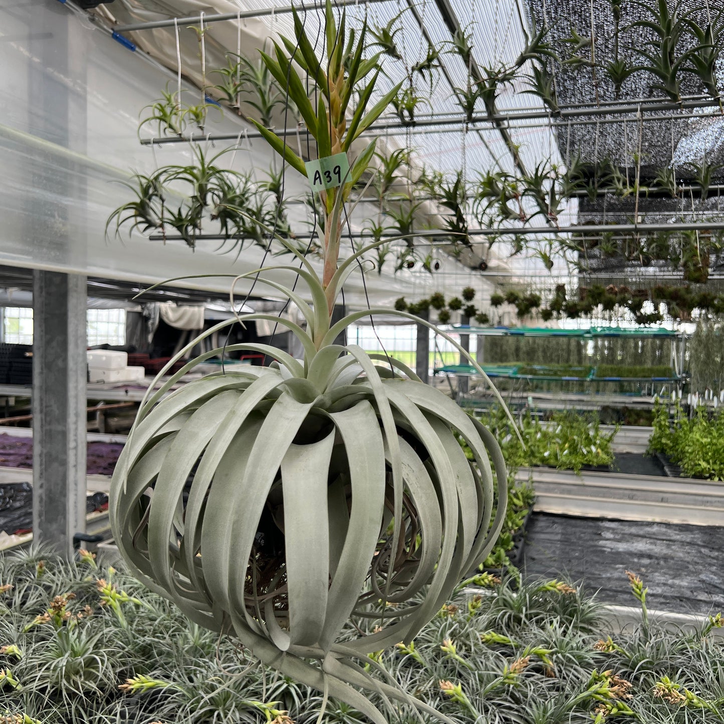AMAZON★A39 キセログラフィカ 花付き 特特大サイズ