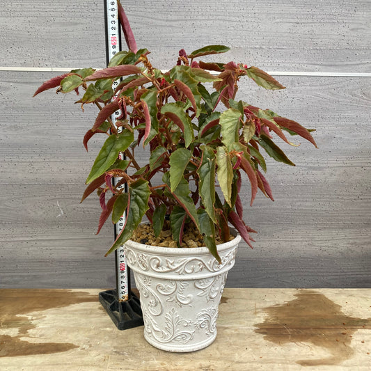 No.12006 ベゴニア ホワイトゴールドプラ鉢