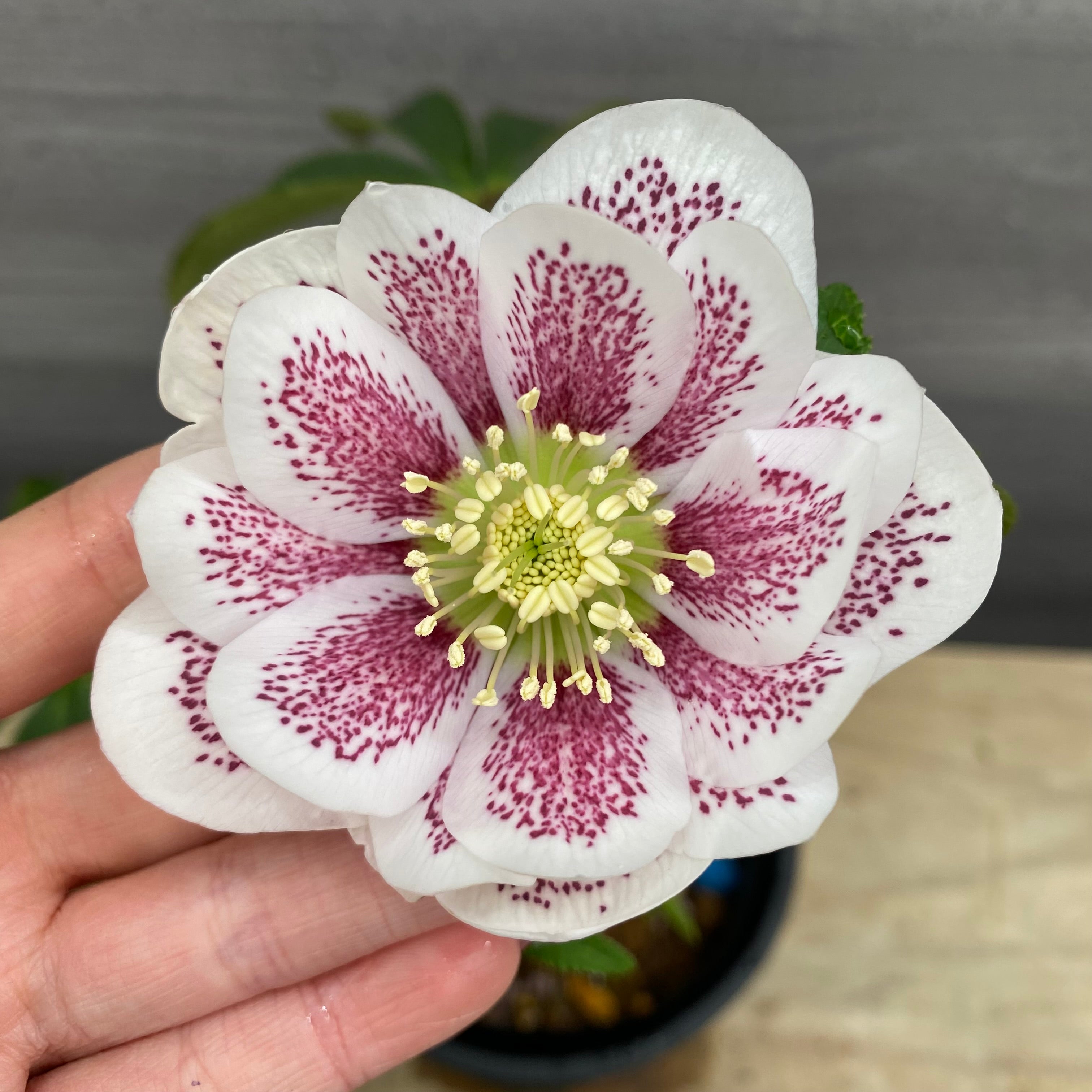 即売会 No.27074 クリスマスローズ ダブル咲き 4.5号鉢 – 植物家族