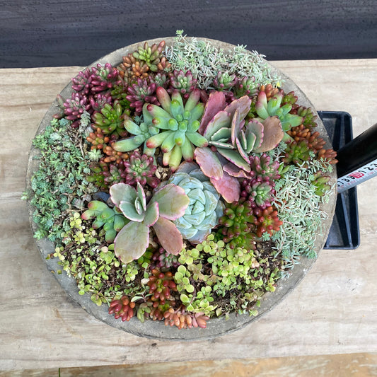 寄せ植えI キューガーデンポット