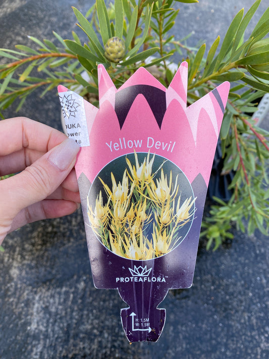 農場創業祭 No.26010 リュウカデンドロン イエローデビル 7号オリジナルベージュポット