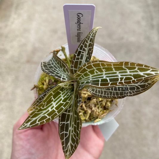 06033 ジュエルオーキッド Goodyera hispida